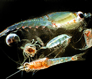 Several species of zooplankton float in the sea.